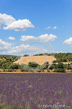 Lavender plantation in Provence and bee hives under blue summer sky with white cumulus clouds floating Stock Photo